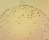 Mikroskop Delta Optical Genetic Pro Mono  (40-1000x)
